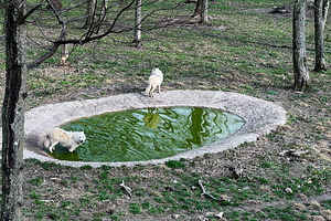 Two white wolves exploring a forested area near a small pond, a Photo by AS photostudio