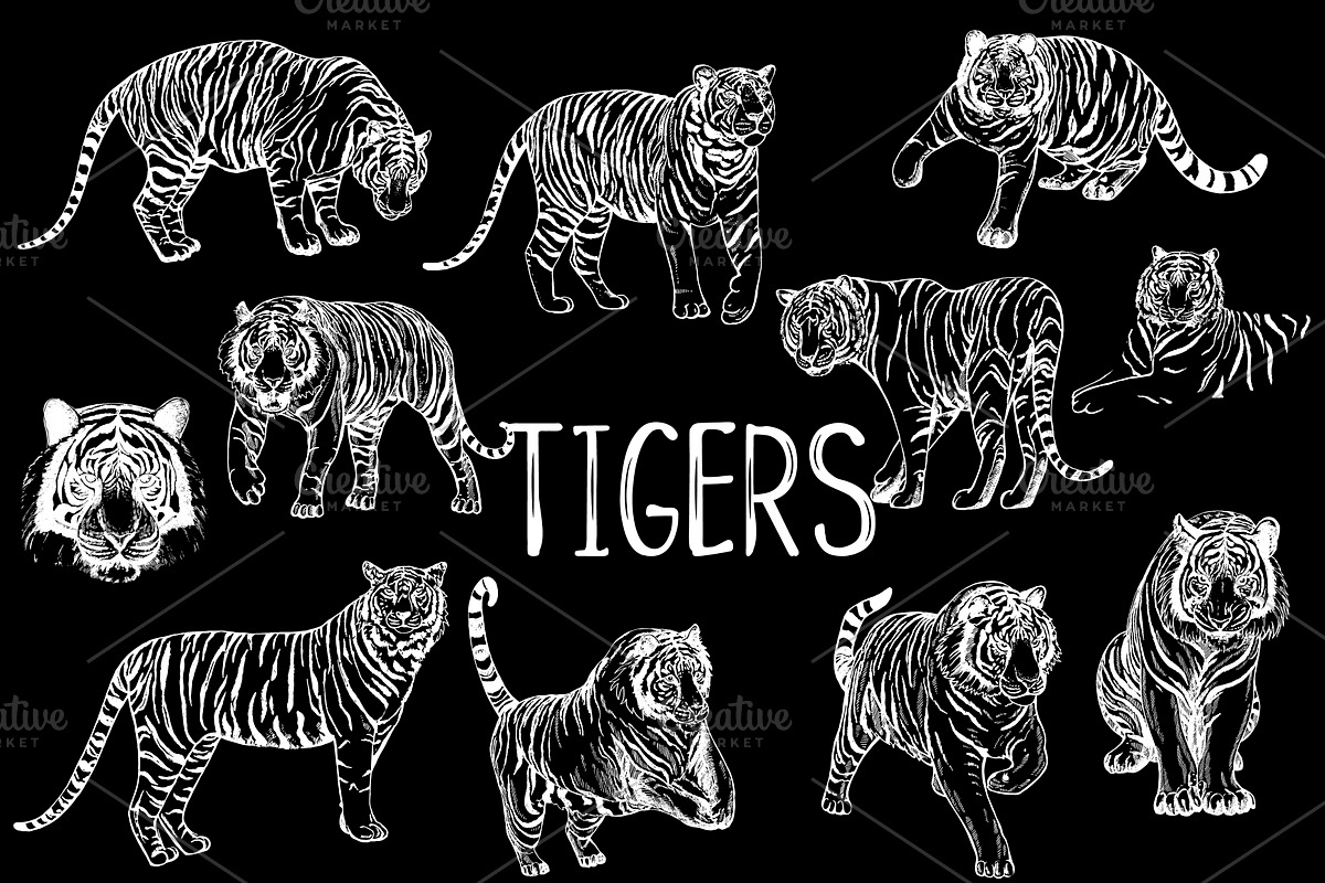 Tigers, an Animal Illustration by Ecaterina Sciuchina (Photo 2 of 5)
