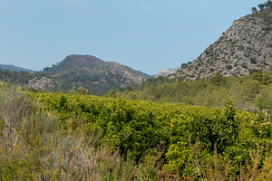 Mountains and vegetation
