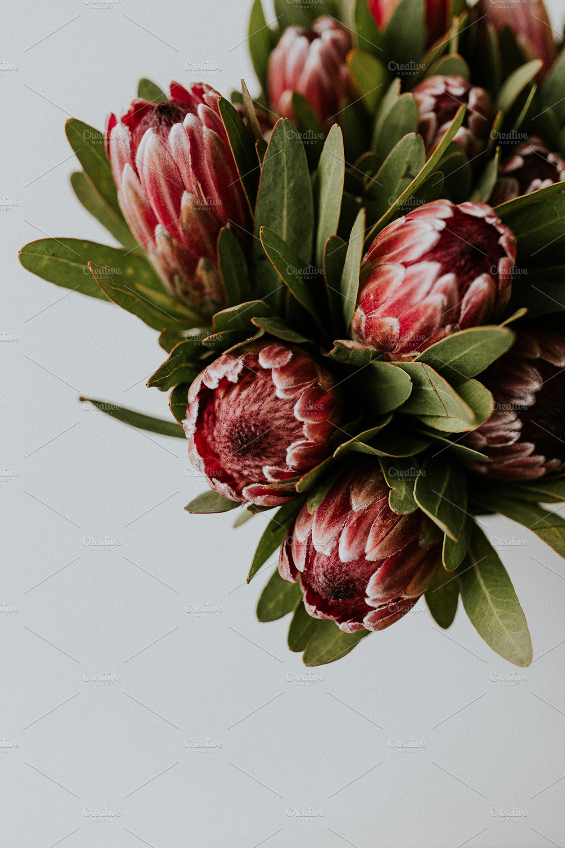 Pink Proteas, a Nature Photo by ashleyschulman