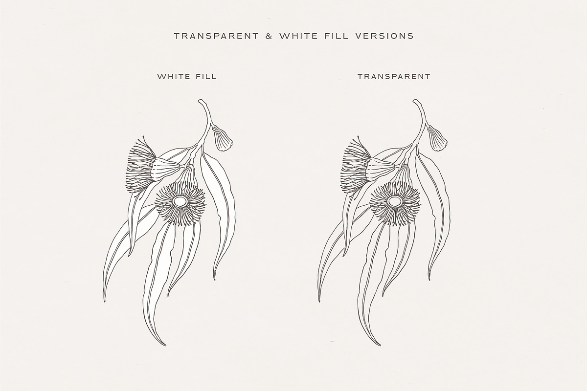 Australian Botanical Illustrations, a Decorative Illustration by rouxsupplyco (Photo 11 of 13)
