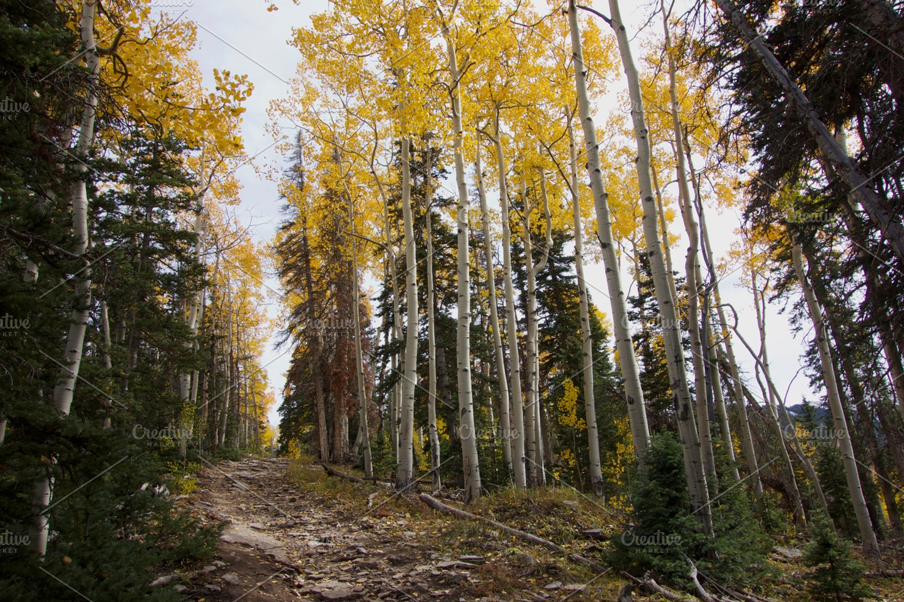 Fall hiking trail, a Nature Photo by Amazing Photography