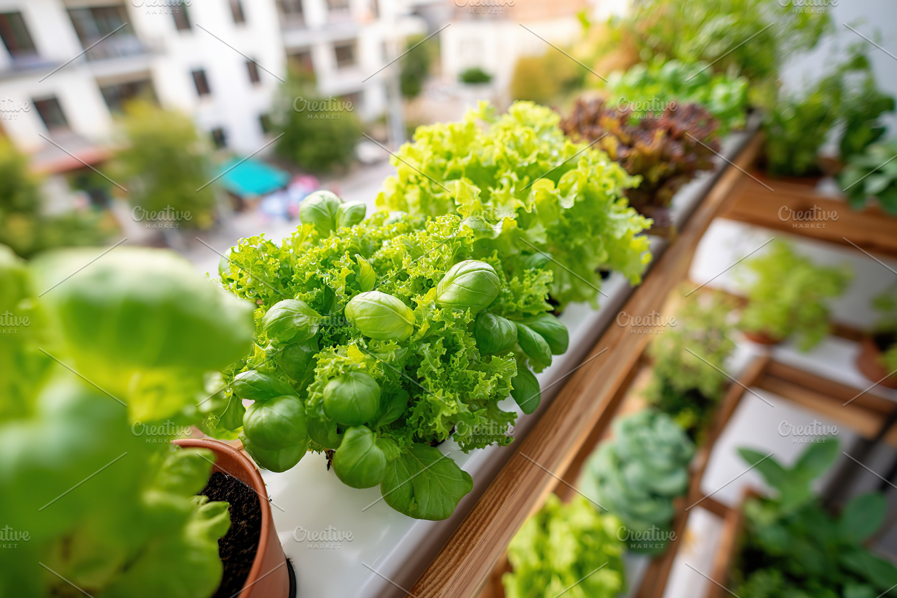 Fresh green lettuce growing in a balcony garden in a sunny urban setting, a Photo by AlyaAnd