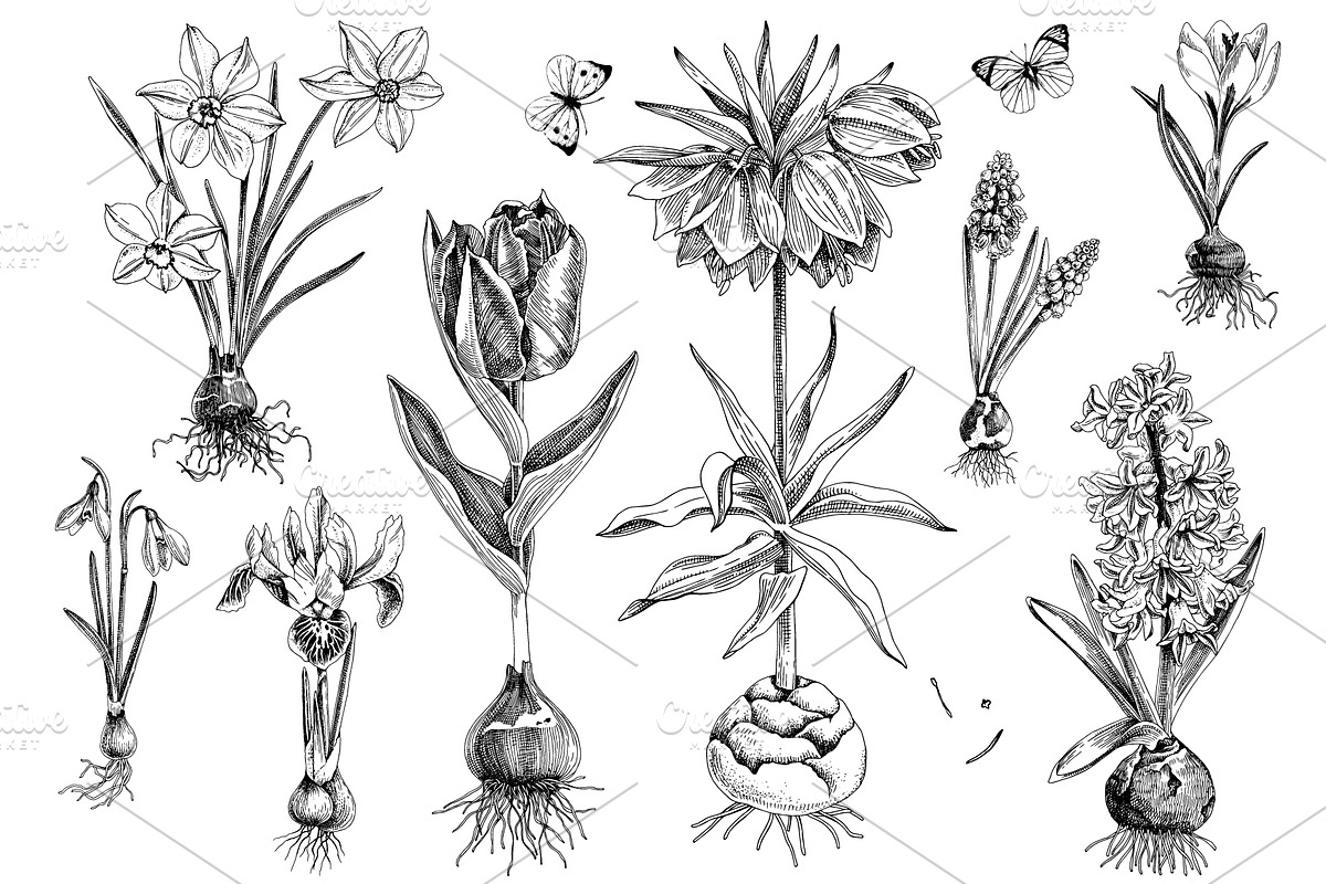 Spring Bulbous flowers, a Decorative Illustration by handsketched (Photo 3 of 10)