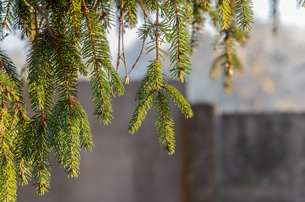 The twigs of a fir-tree with green s, a Nature Photo by Illustrations&photos