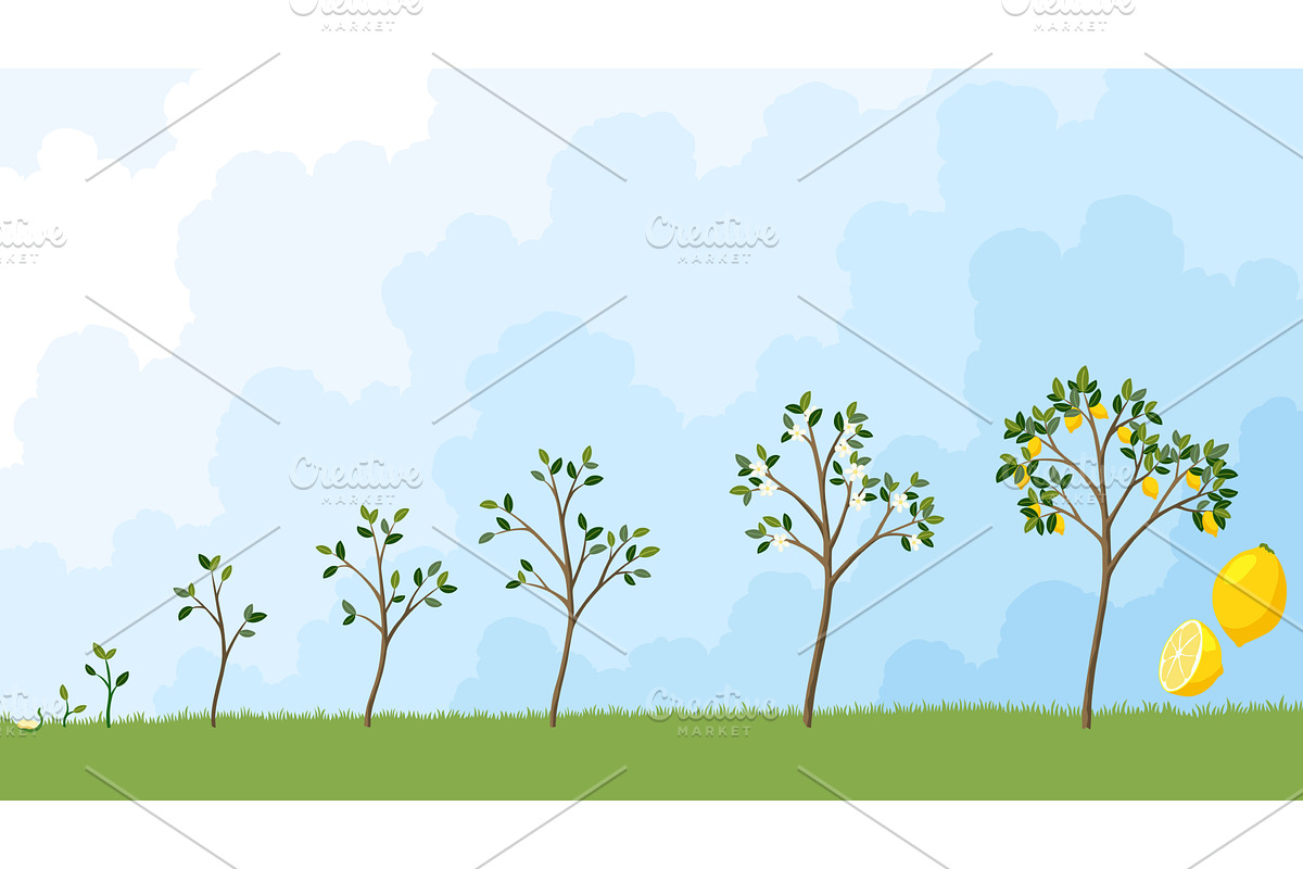 Life cycle of lemon tree. Stages of, an Object Illustration by the8monkey