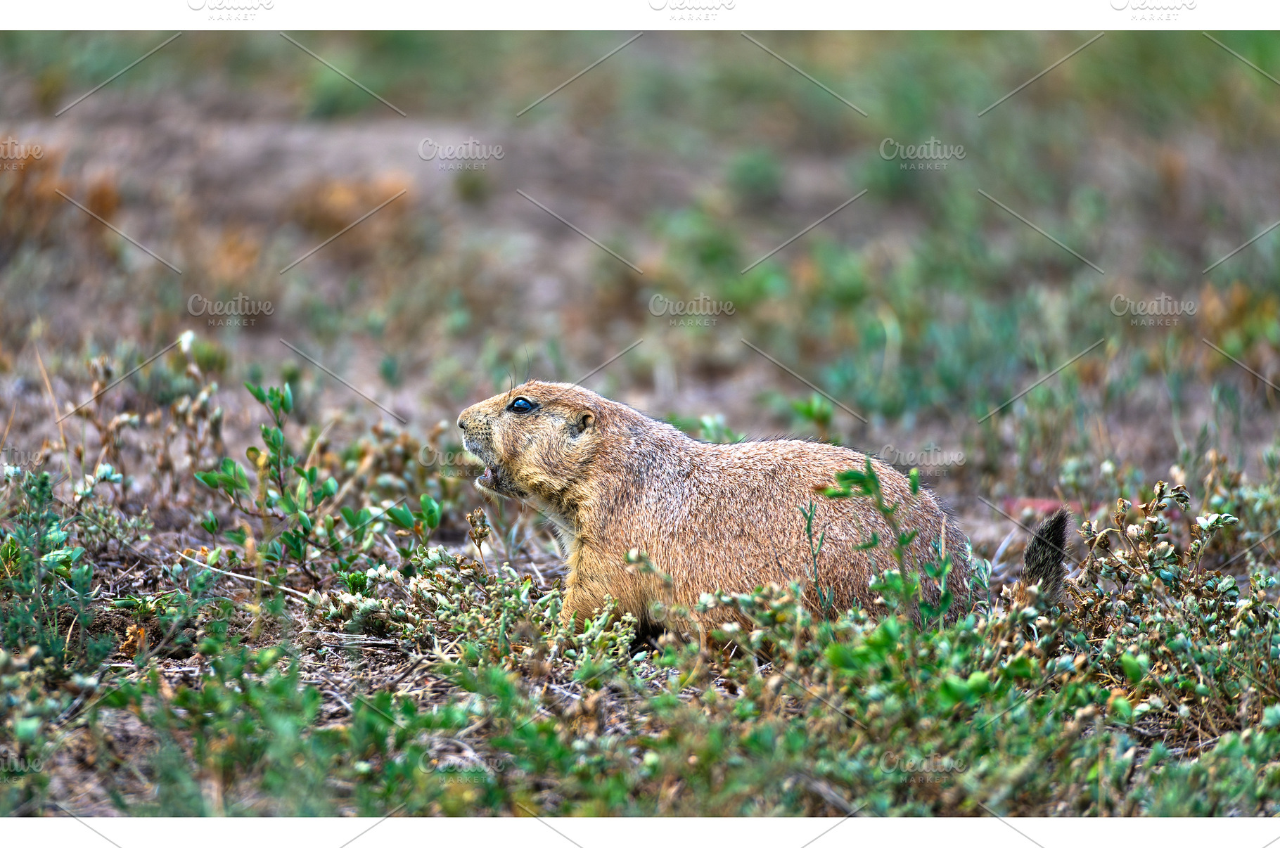 Black-tailed Prairie Dog at Roberts, an Animal Photo by Leonid Andronov