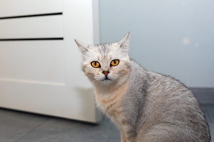 Gray domestic cat with striking amber eyes sitting on a tiled fl