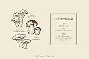 FOREST TREASURES illustrations, a Seasonal Illustration by Crocus Paperi (Thumbnail 3 of 8)