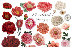 Vintage Peonies Clipart And Brushes