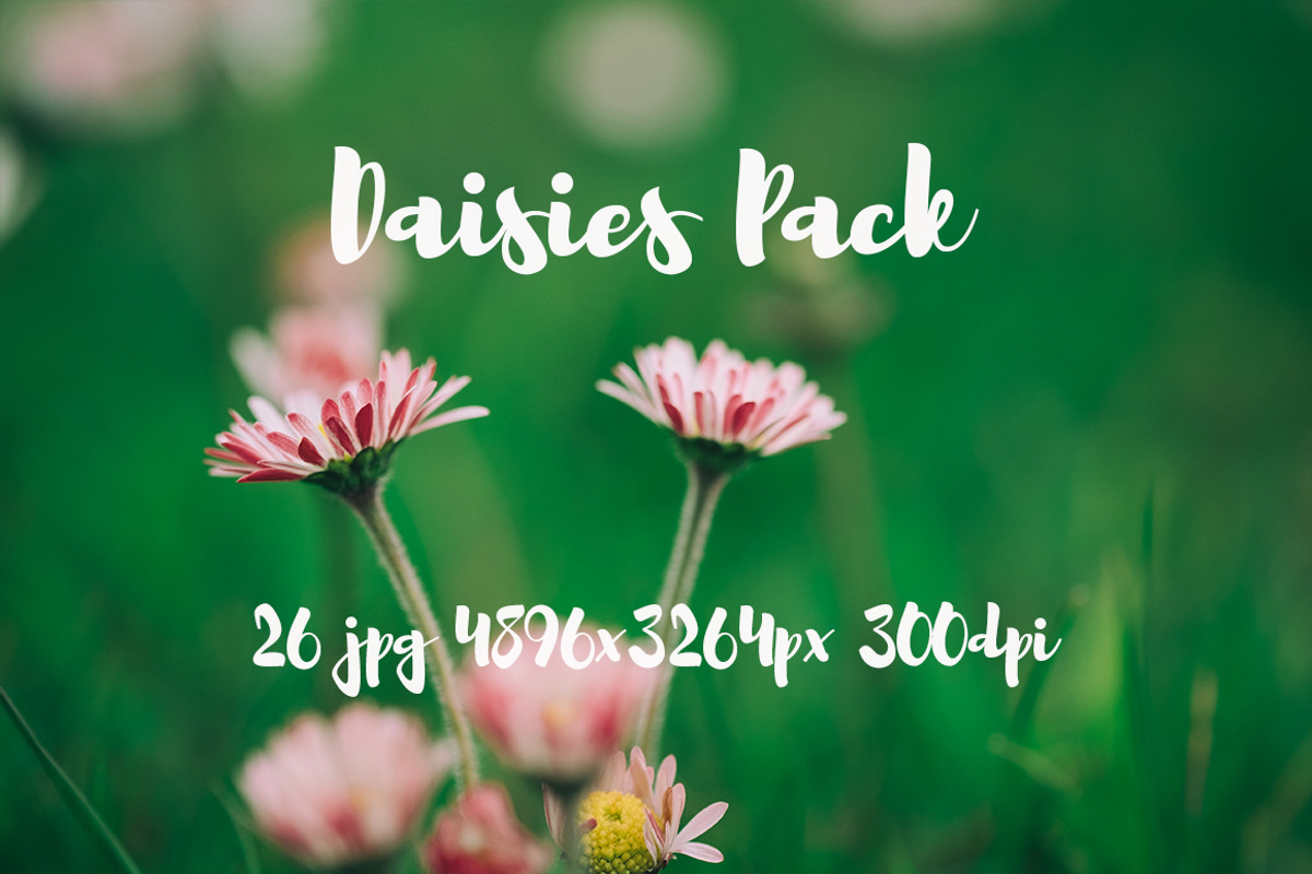 Daisies Pack, a Templates & Theme by ApertureVintage (Photo 11 of 14)