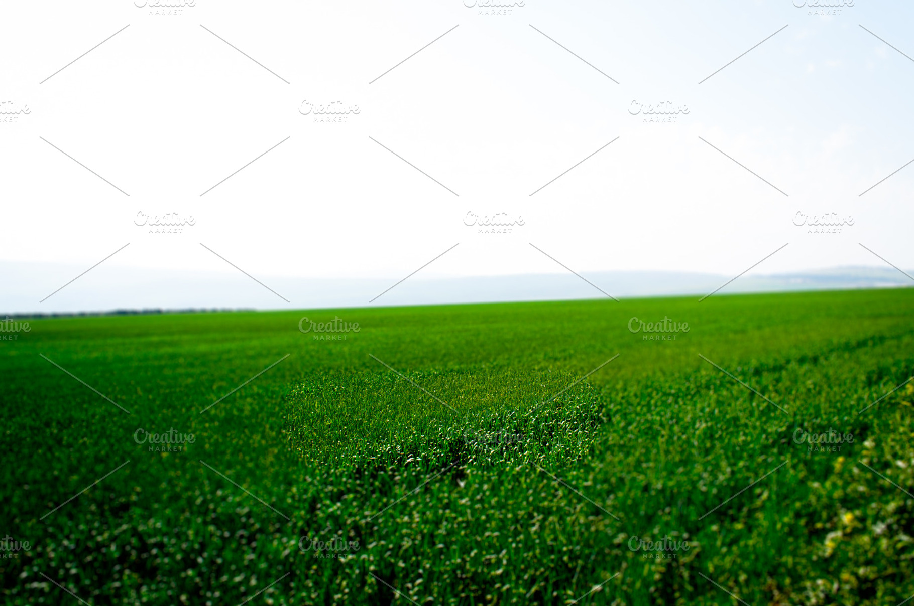 Green Flowers Field