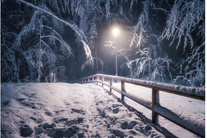 Snow-covered forest path at night, a Nature Photo by den-belitsky