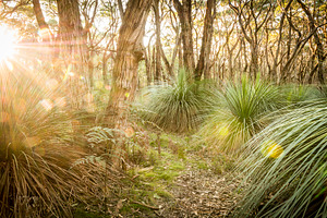 Golden Forest, a Nature Photo by THP Creative
