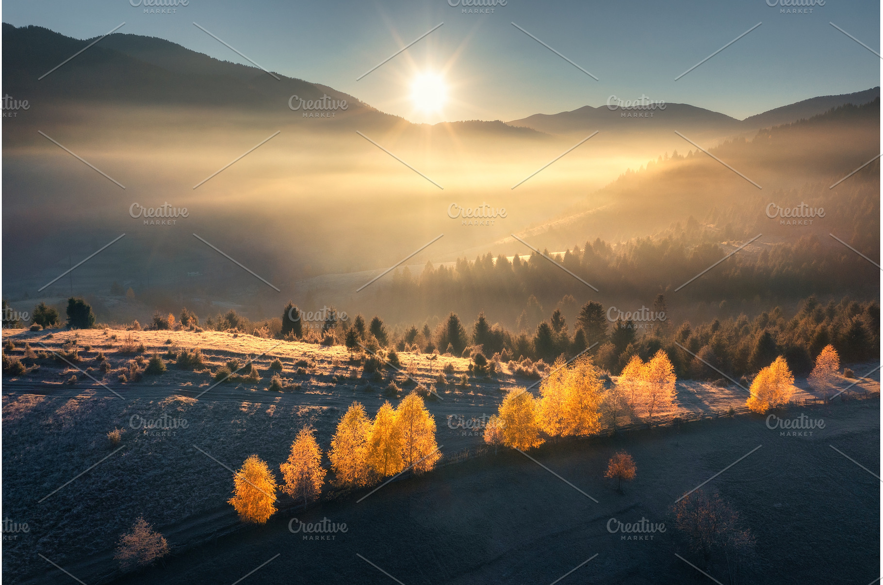 Aerial view of orange forest in low, a Nature Photo by den-belitsky