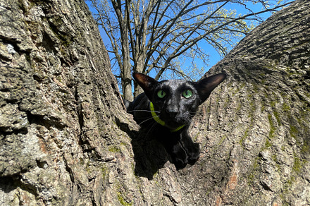 Black cat on tree, an Animal Photo by Vapi