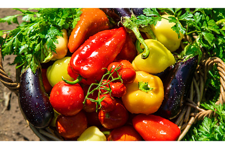 Harvest different vegetables in the, a Food & Drink Photo by yanadjana