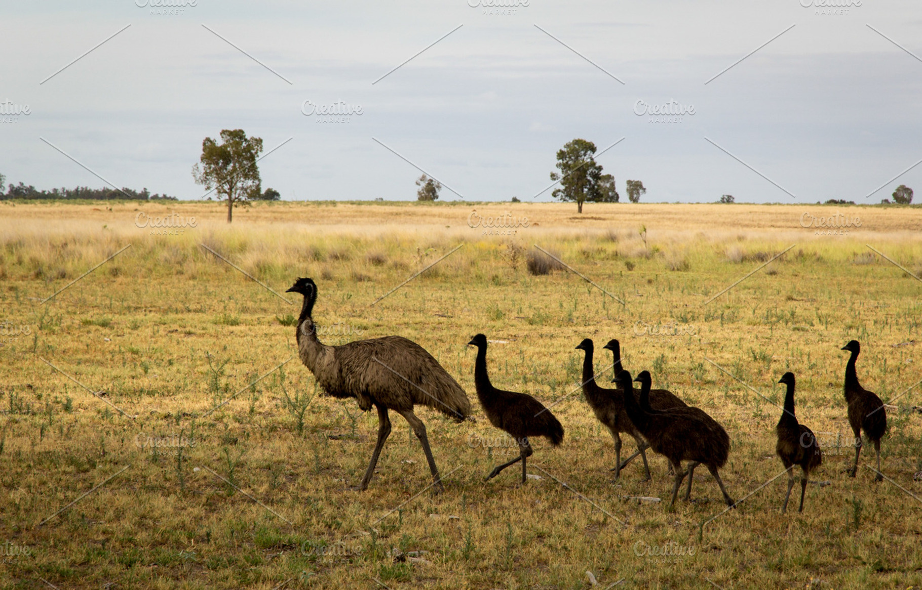 Wild Australian Emu with Young, an Animal Photo by Dylan Martin Studios