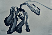 Digital Cyanotype Effect, a Brushes & More by Foto Rx Co. (Thumbnail 2 of 8)