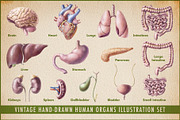 Vintage Human Organs Hand Drawn Set, a Healthcare Illustration by Anna Repp Illustration (Thumbnail 1 of 14)