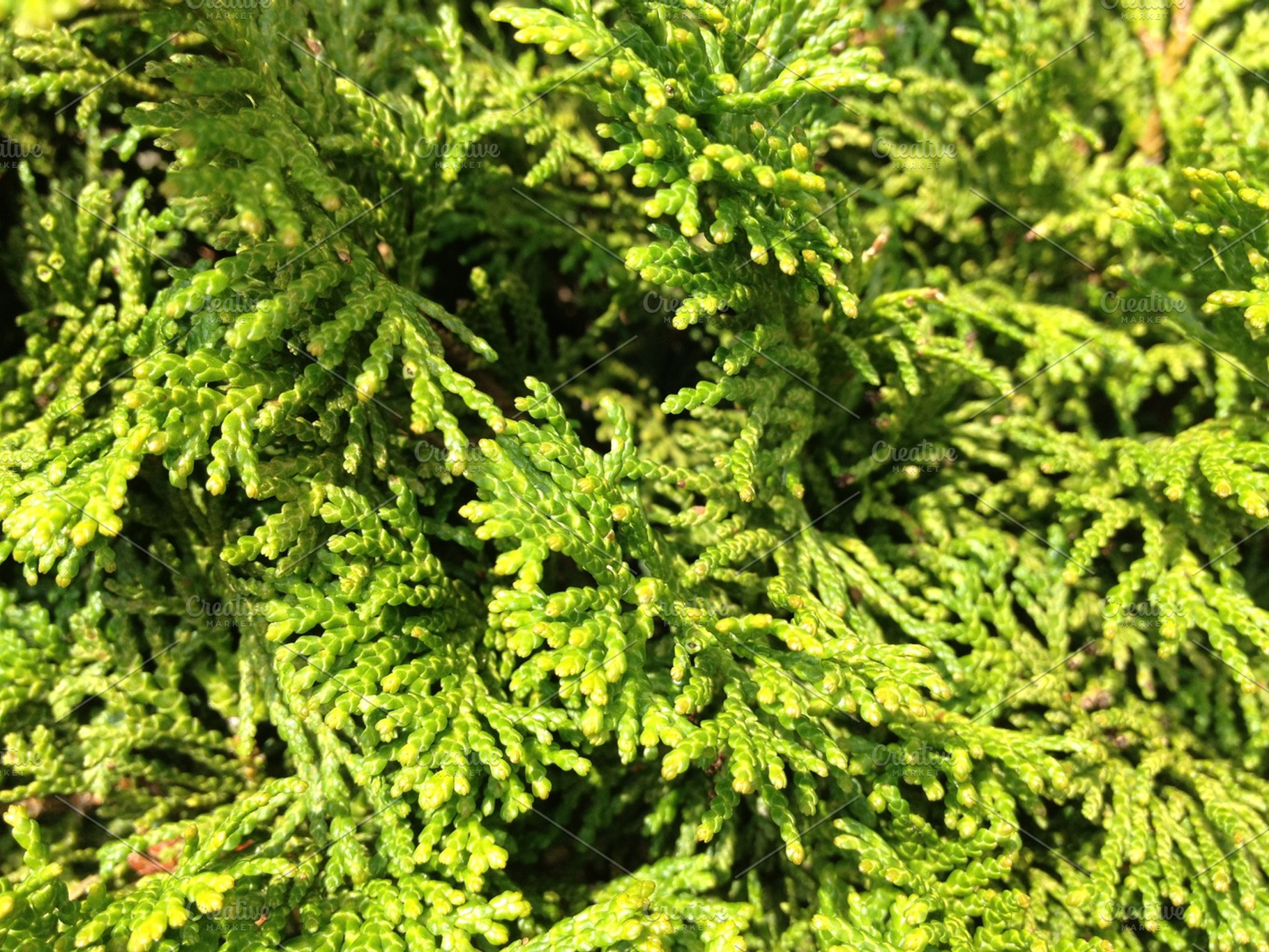 Green Pine Needles Texture