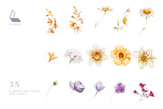 Gwinnett | Botanical set, an Illustration by Karma (Thumbnail 19 of 22)