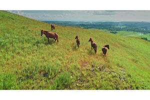 Horses grazing on idyllic green, an Animal Photo by Goinyk