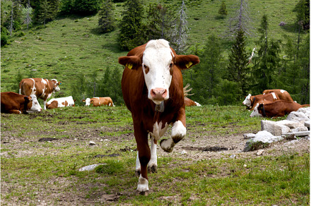 Cattle roam in the lush meadows