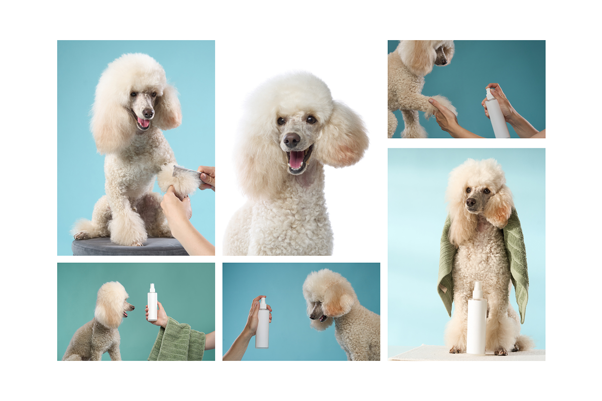 Dog Grooming Studio Photo Pack, an Animal Photo by Animalistica (Photo 2 of 3)