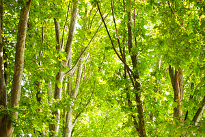 Trees, a Nature Photo by THP Creative