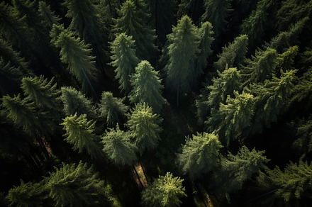 Aerial top view of green forest and green trees, a Nature Photo by AlyaAnd