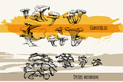 Mushrooms. Big set. 84 objects, a Decorative Illustration by Alena Kaz (Thumbnail 6 of 8)