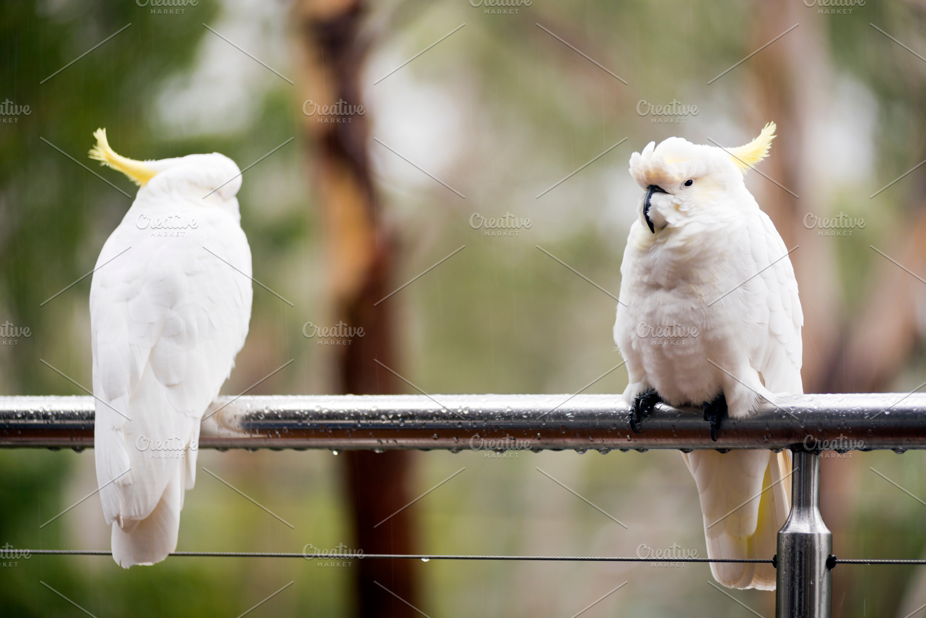 Cockatoo's In Rain, an Animal Photo by THP Creative