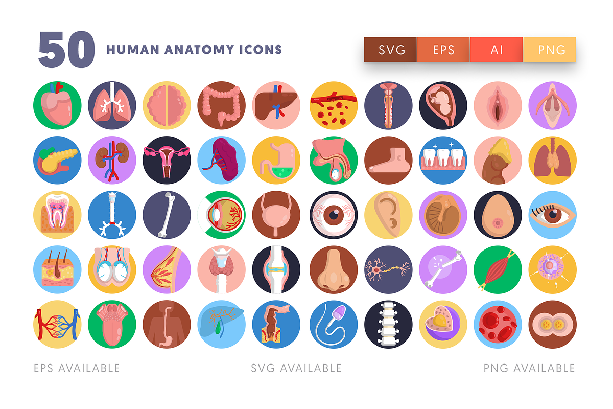 50 Human Anatomy Icons, an Icon by Dighital (Photo 2 of 10)