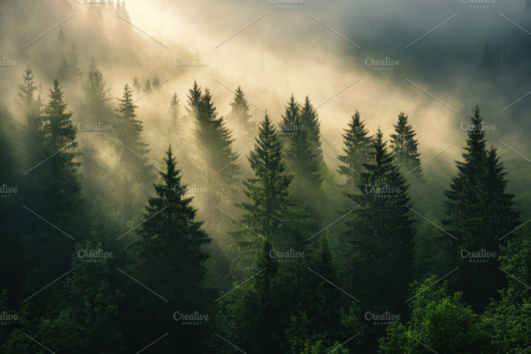 Sunlight streaming through the trees, a Photo by Pavel_design