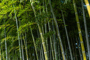 Bamboo forest in Shukkei-en Garden, Hiroshima, Japan, a Nature Photo by GoodGoods (Thumbnail 1 of 2)