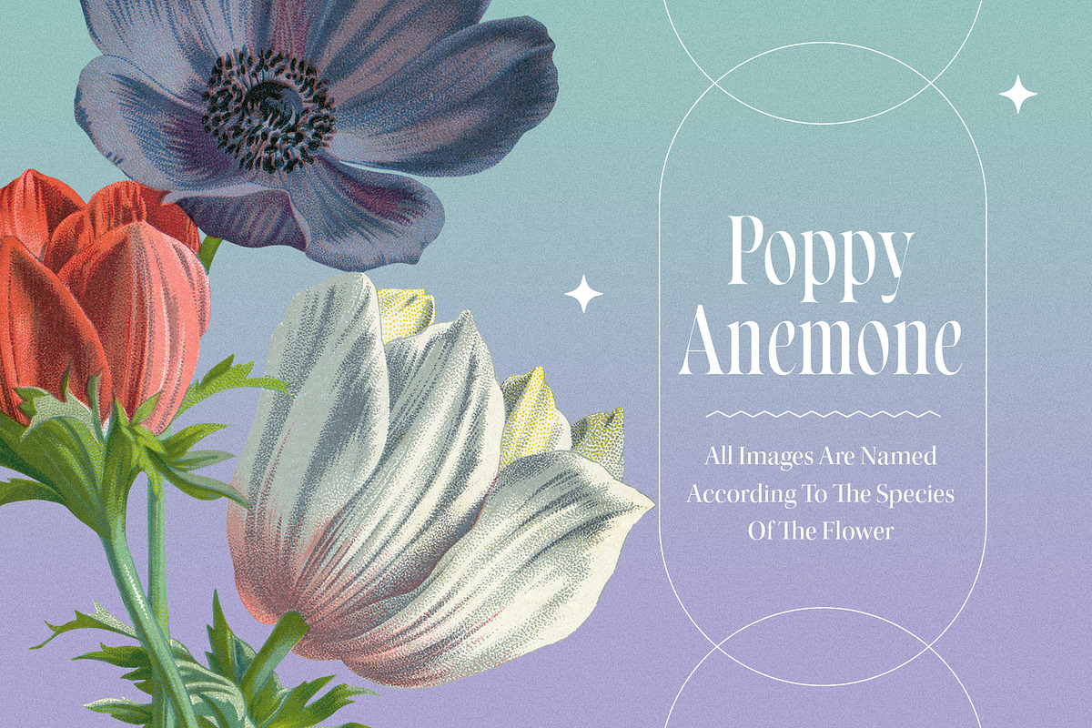 Atlas of Flowers - Botanical Art Set, an Object Graphic by Graphic Goods (Photo 10 of 12)