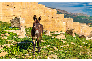 Donkey at the city walls of fes morocco stock photo containing fes and morocco, an Animal Photo by Leonid Andronov