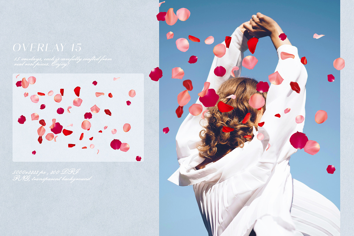 Multicolored Rose Petals Overlays, a Texture Graphic by Kaleriia (Photo 16 of 16)