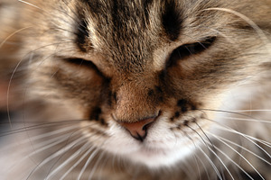 Macro shot of a fluffy cat with closed eyes, highlighting whiskers and fur text, an Animal Photo by Ales Munt