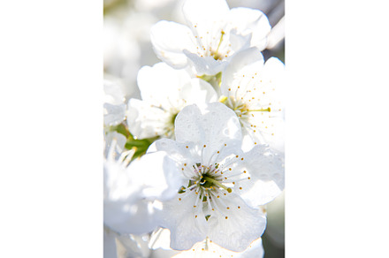 Flowering tree branches in spring, a Nature Photo by yanadjana