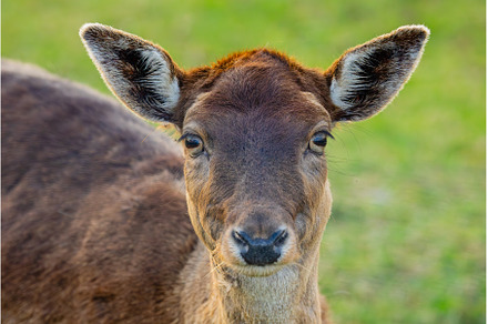 Detailed closeup of a deer, an Animal Photo by Lukas Jonaitis SHOP