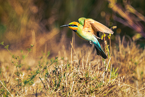 Rainbow Bee-eater