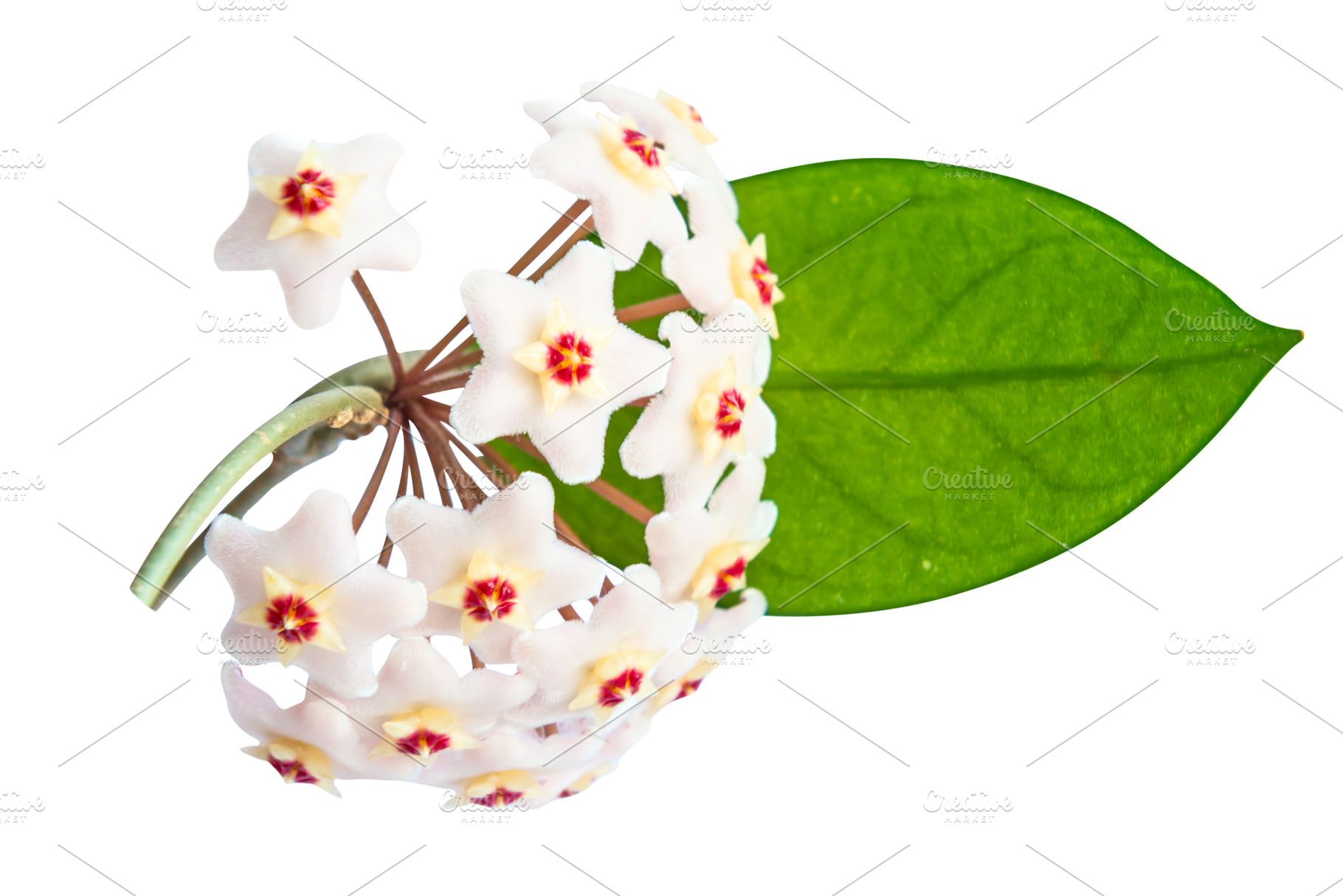 White flowers Hoya Carnosa, a Nature Photo by Vapi