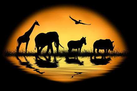 Animal on sunset background containing animal, nature, and water, an Animal Photo by Byrdyak