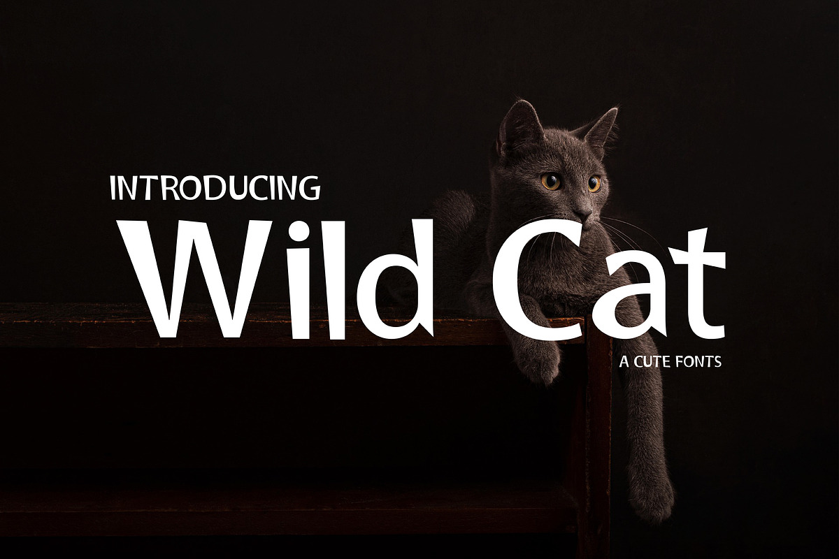 Wild Cat, a Sans Serif Font by edcreative (Photo 1 of 4)