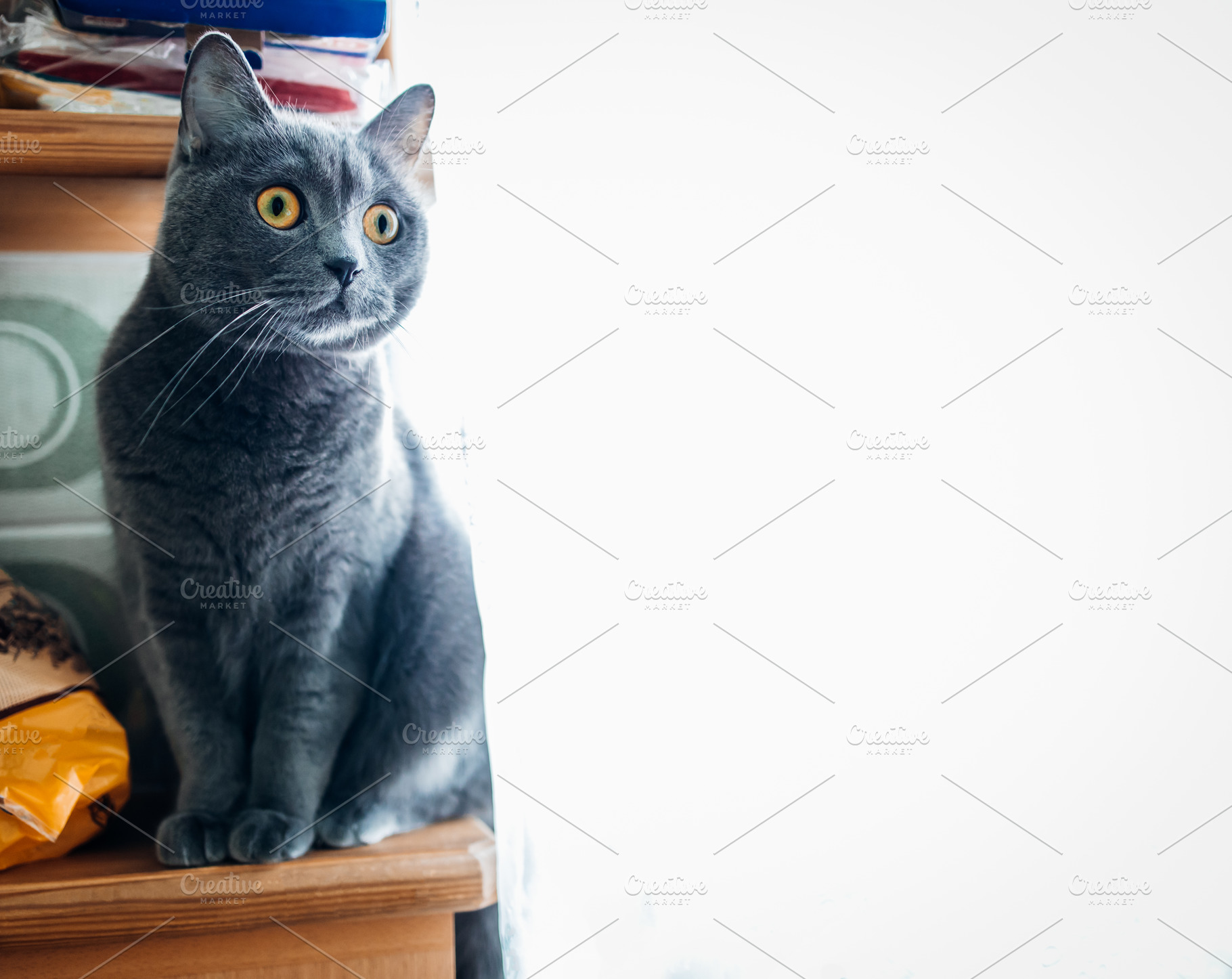 portrait of a British gray cat on a white background, close-up,, an Animal Photo by TanaCh