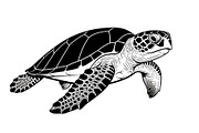 50 Sea Turtle Vector Silhouette Bund, an Illustration by jahid234 (Thumbnail 3 of 51)
