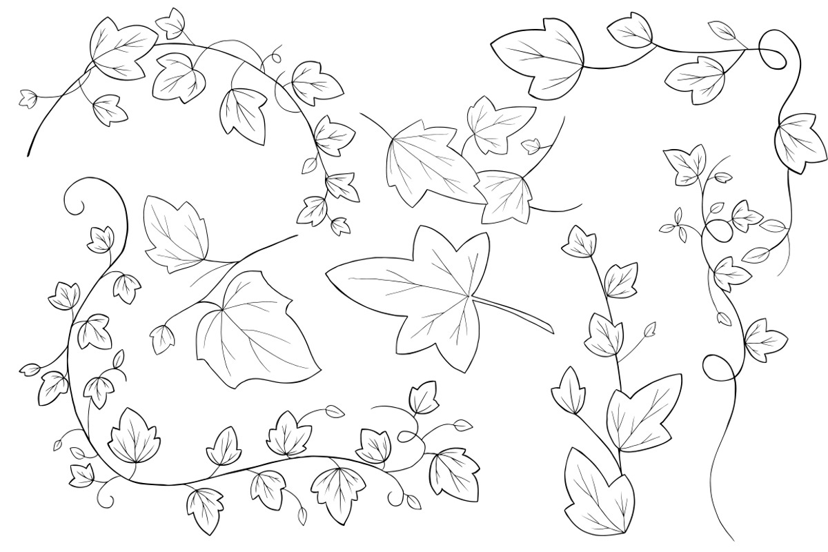 Ivy Vector Illustrations, an Illustration by MyNatureGraphics (Photo 3 of 4)