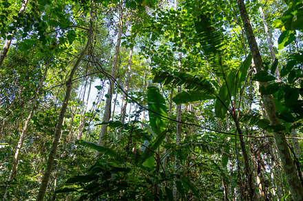 Lush tropical rainforest canopy in Tentena, Sulawesi, Indonesia, a Nature Photo by GoodGoods